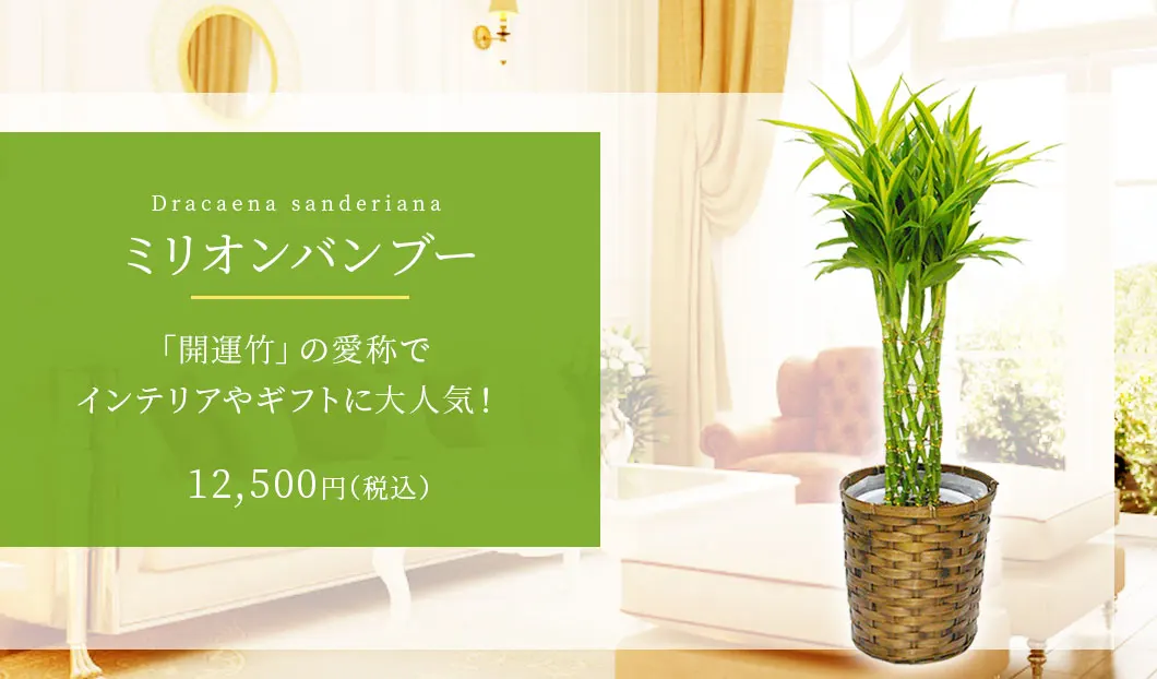 ミリオンバンブー 観葉植物 10,500円(税込)