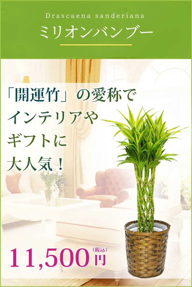 ミリオンバンブー 観葉植物 10,500円(税込)