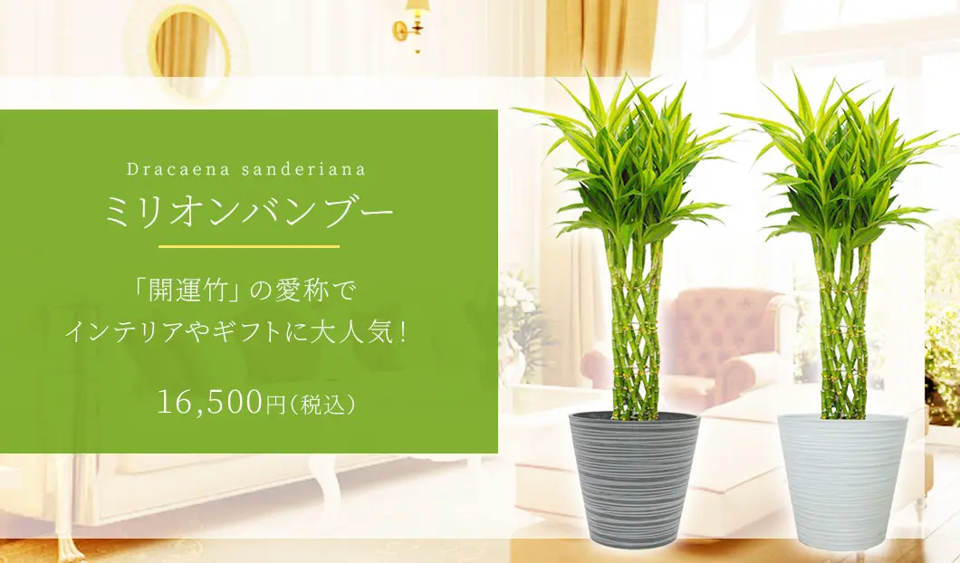 ミリオンバンブー 観葉植物 16,500円(税込)