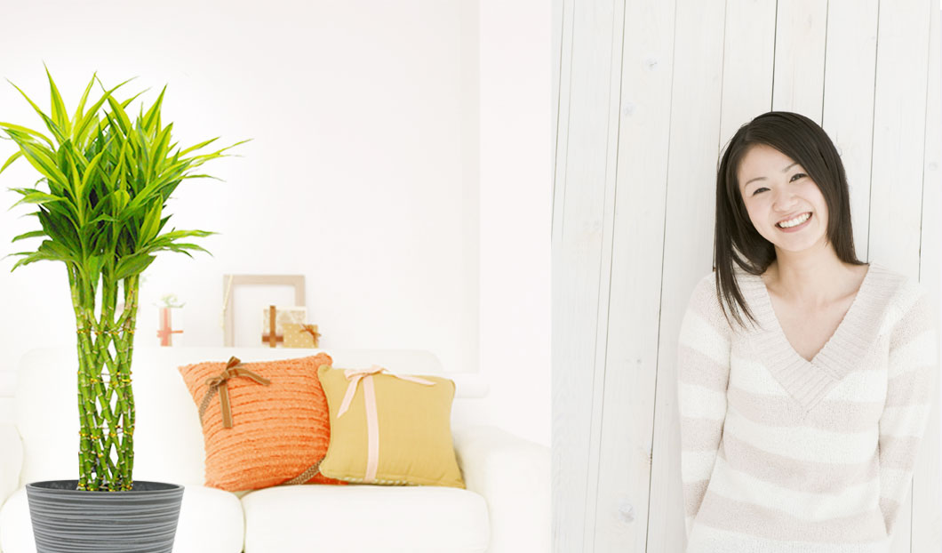 ギフトやインテリアに人気の観葉植物ミリオンバンブー