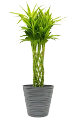 ミリオンバンブー全体画像