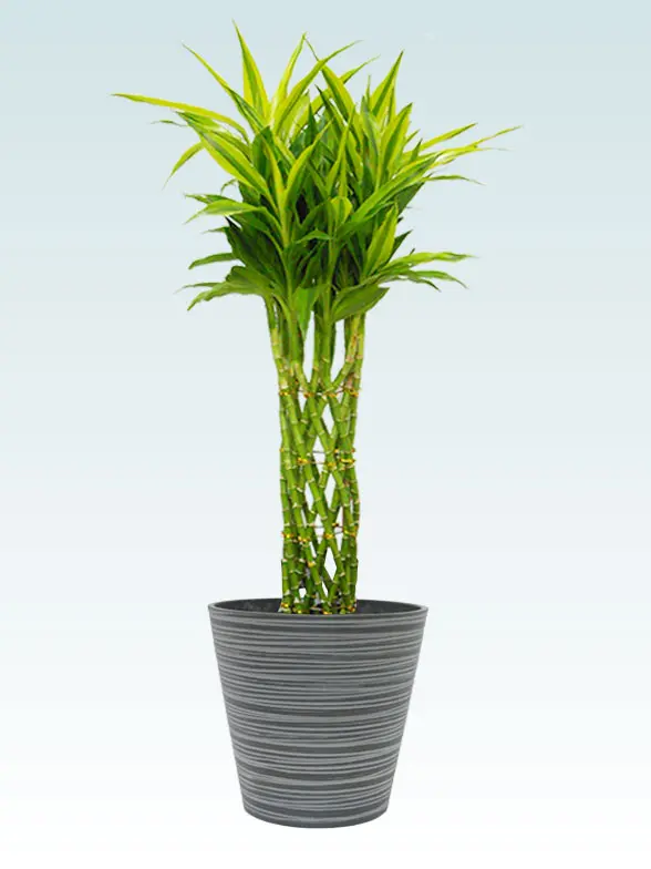 ミリオンバンブー Mサイズ エコフレンドリーポット付