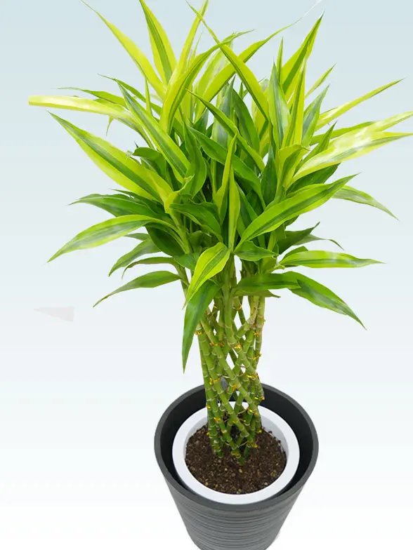 ミリオンバンブー葉っぱ枝も入った画像