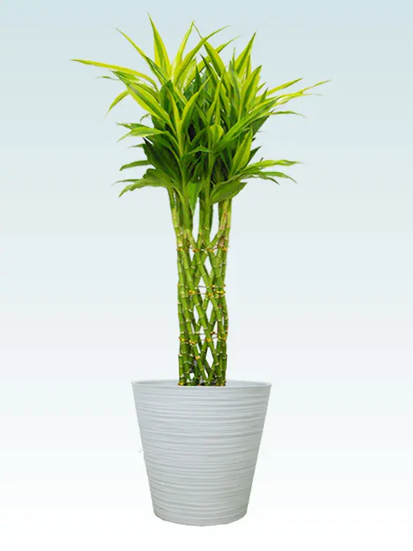 ミリオンバンブー葉っぱ枝も入った画像