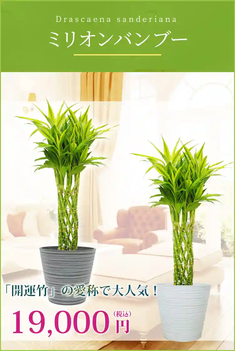 ミリオンバンブー 観葉植物 16,500円(税込)
