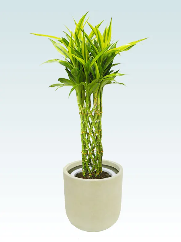 ミリオンバンブー葉っぱ拡大画像