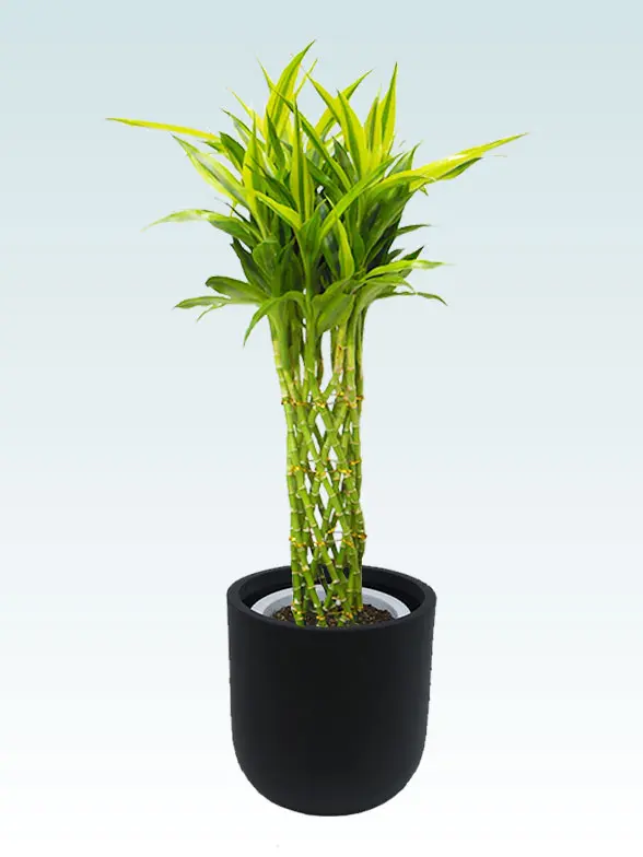 ミリオンバンブー葉っぱ枝も入った画像