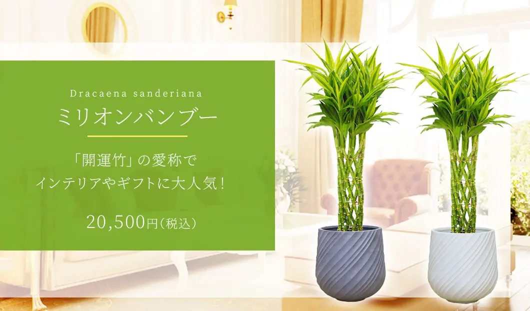 ミリオンバンブー 観葉植物 20,500円(税込)