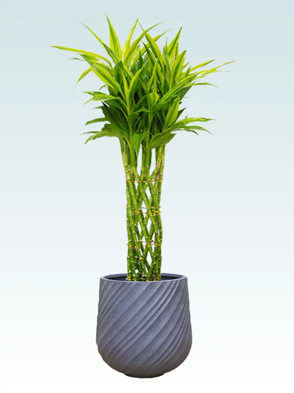 ミリオンバンブー Mサイズ スパイラル型、グラスファイバー製鉢カバー付