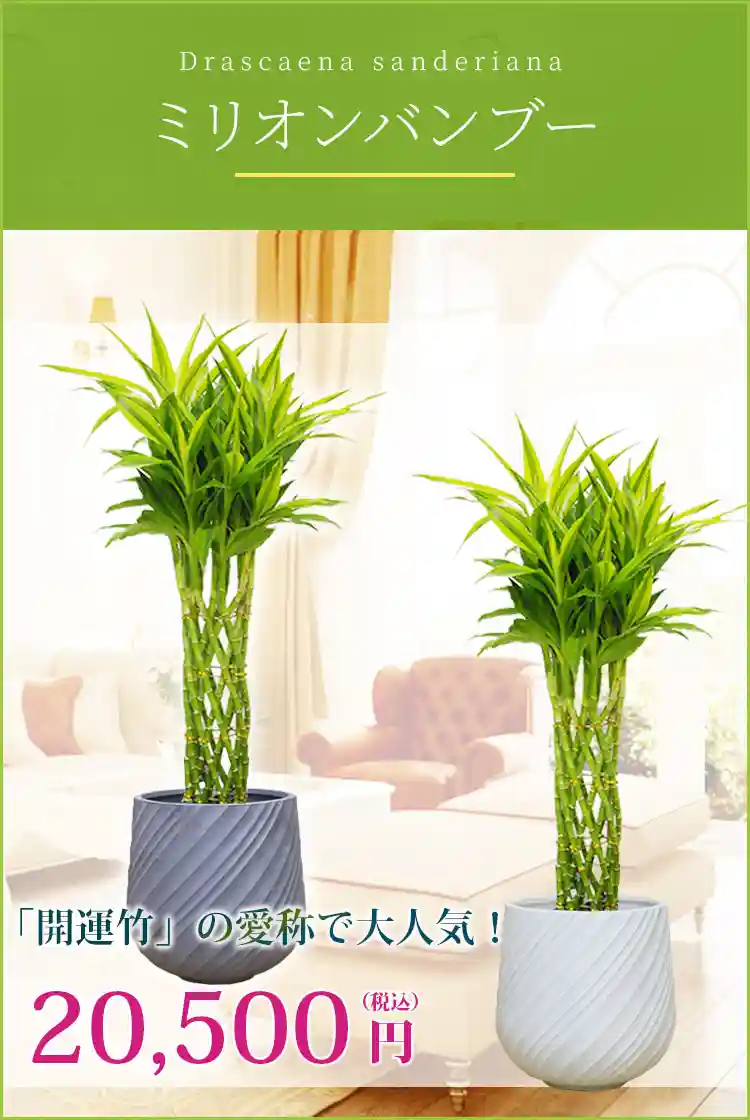ミリオンバンブー 観葉植物 20,500円(税込)