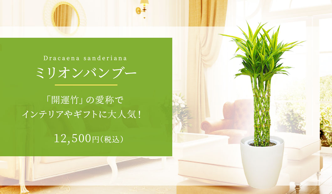 ミリオンバンブー 観葉植物 11,500円(税込)