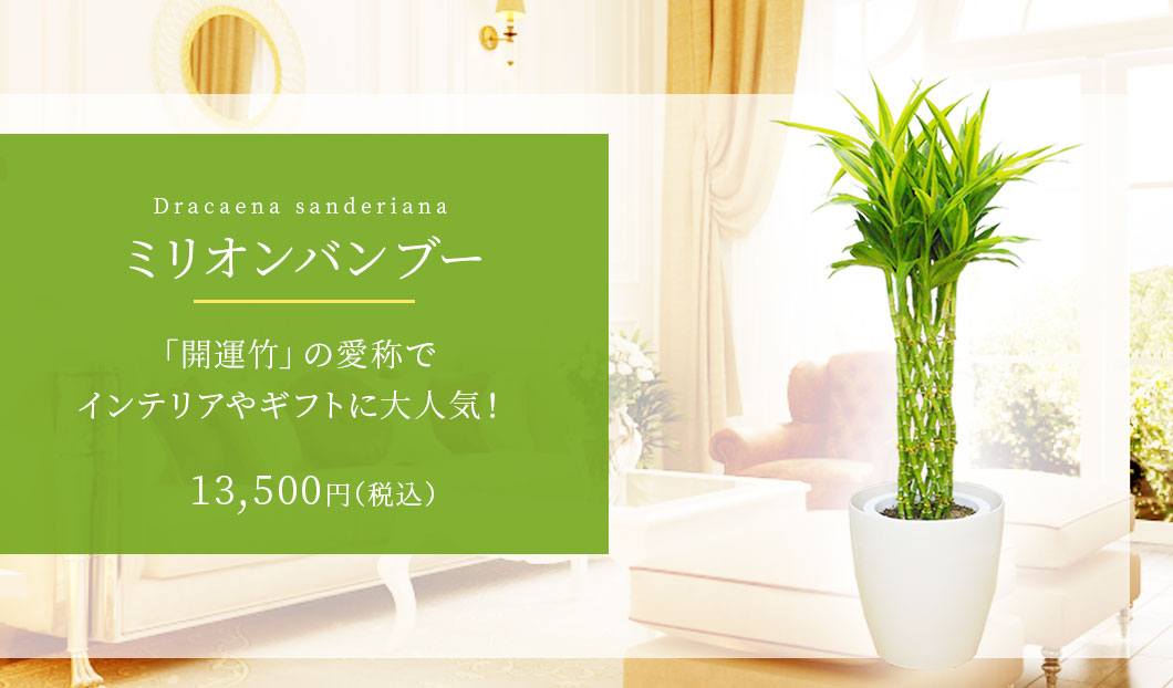 ミリオンバンブー ラスターポット付 Mサイズ 観葉植物の販売 通販の観葉植物のオアシス