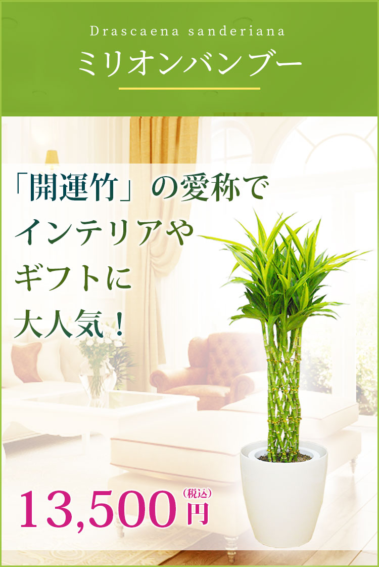 ミリオンバンブー ラスターポット付 Mサイズ 観葉植物の販売 通販の観葉植物のオアシス