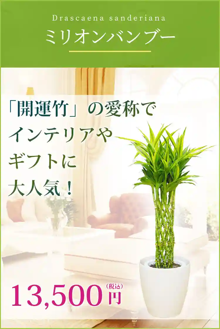 ミリオンバンブー 観葉植物 11,500円(税込)