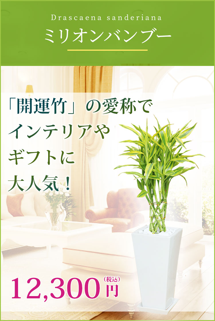 ミリオンバンブー 陶器鉢植込み ６号スクエア白色 スタイリッシュ 観葉植物の販売 通販の観葉植物のオアシス