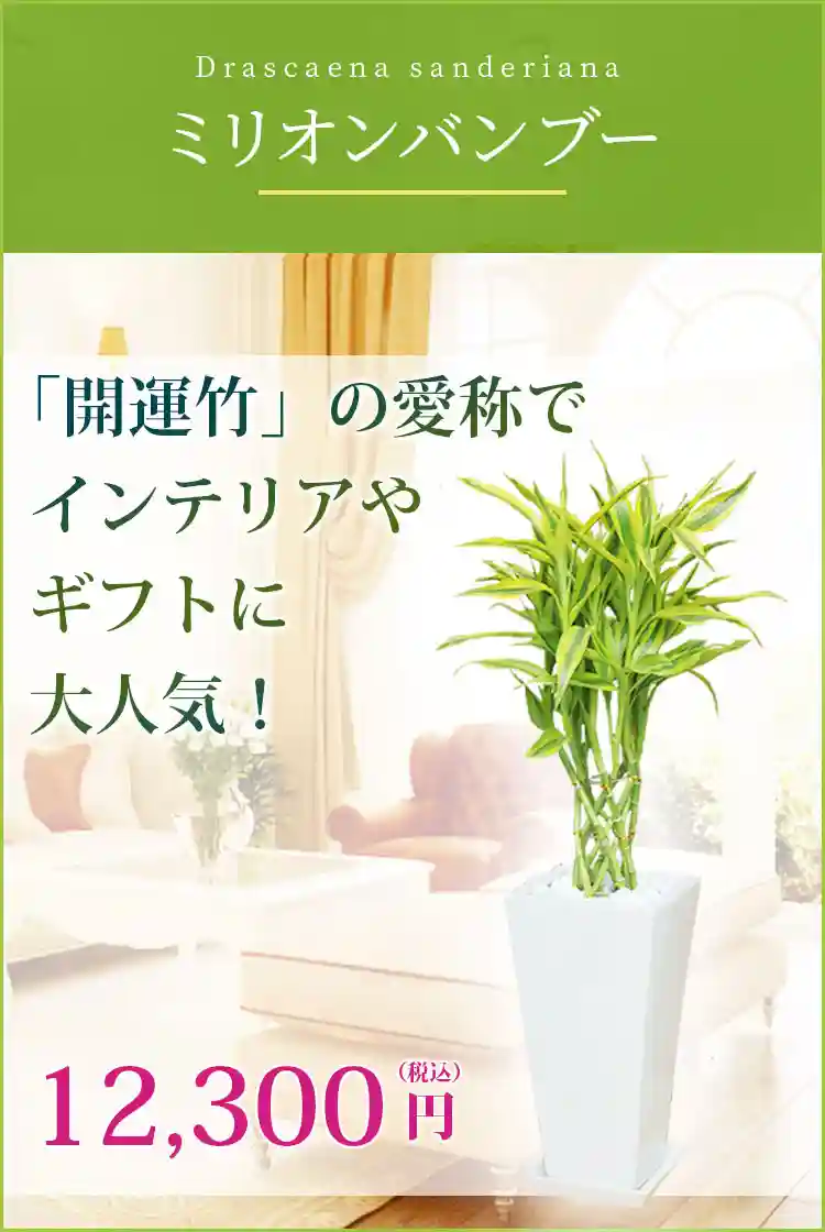 ミリオンバンブー 陶器鉢植込み ６号スクエア白色 スタイリッシュ 観葉植物の販売 通販の観葉植物のオアシス