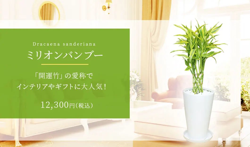 ミリオンバンブー 観葉植物 11,500円(税込)