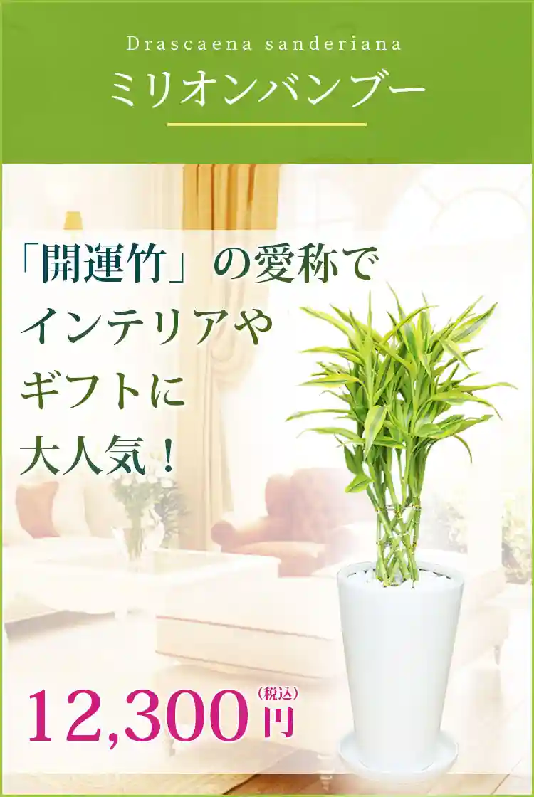 ミリオンバンブー 観葉植物 11,500円(税込)