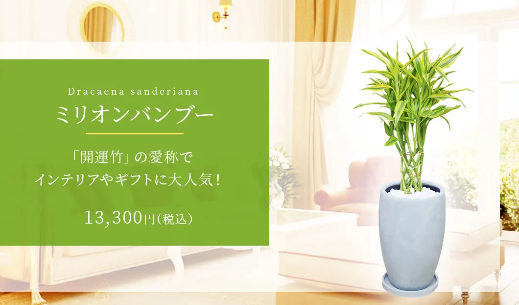 ミリオンバンブー 観葉植物 13,300円(税込)