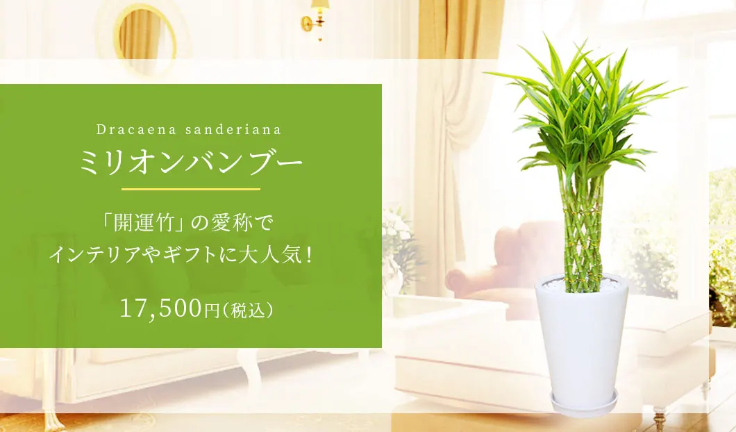 ミリオンバンブー 観葉植物 16,500円(税込)