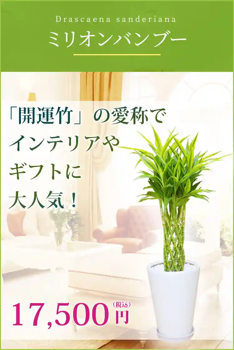 ミリオンバンブー 観葉植物 16,500円(税込)