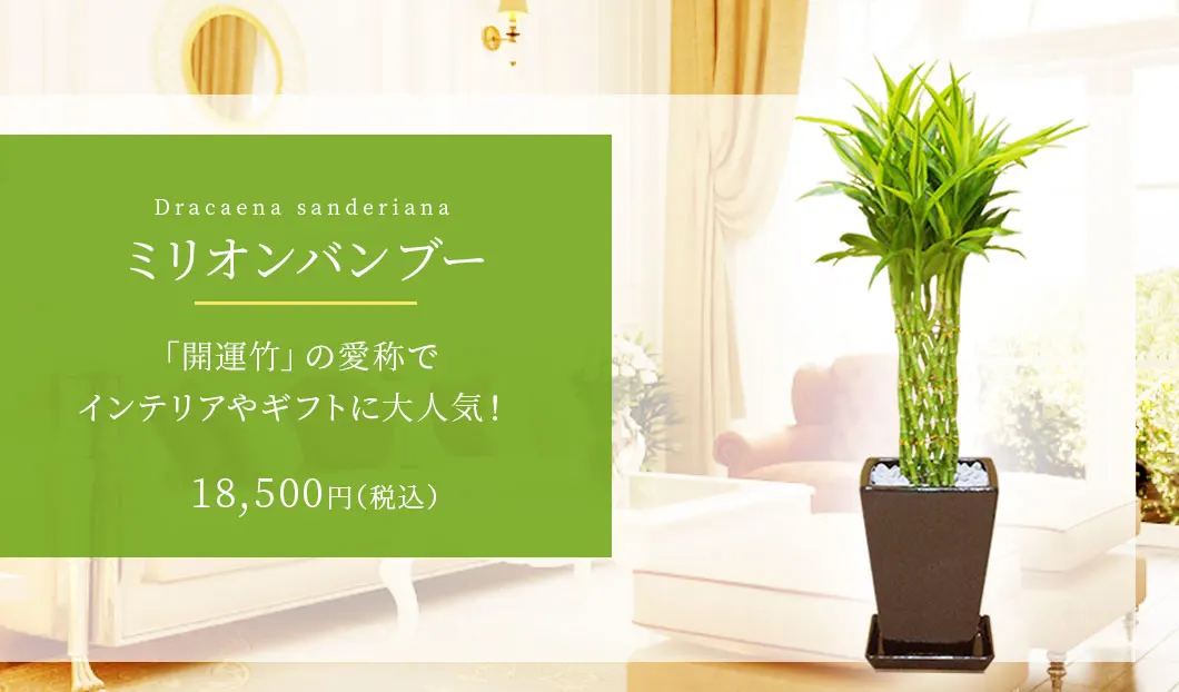 ミリオンバンブー 観葉植物 17,500円(税込)