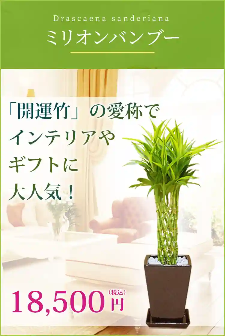 ミリオンバンブー 観葉植物 17,500円(税込)