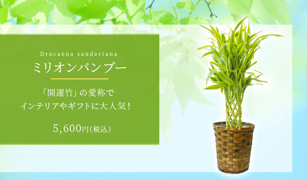 ミリオンバンブー 観葉植物 5,300円(税込)