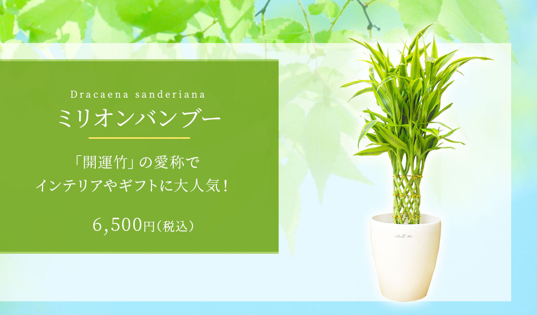 ミリオンバンブー 観葉植物 6,200円(税込)