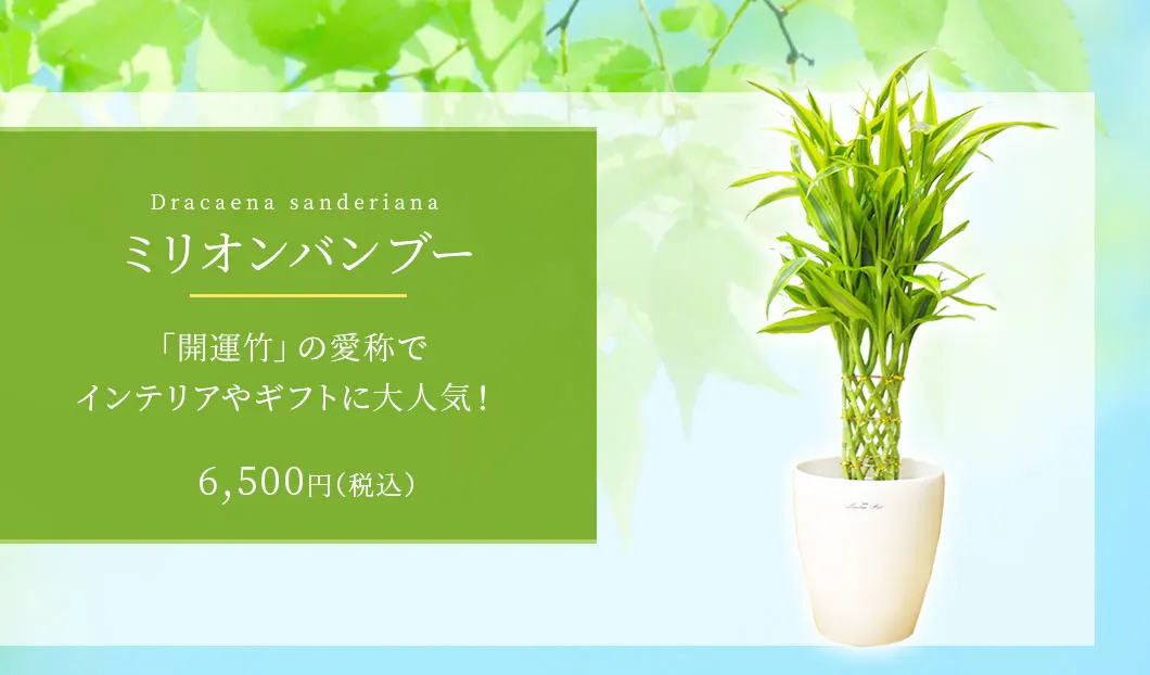 ミリオンバンブー 観葉植物 6,200円(税込)