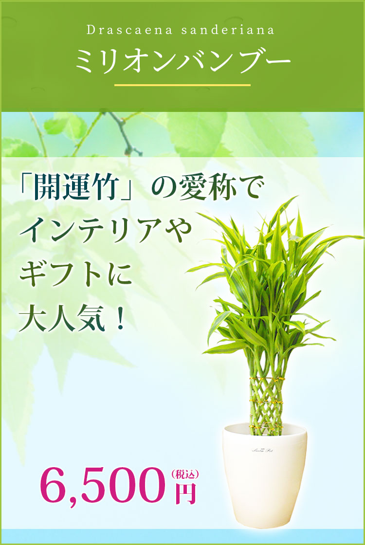 ミリオンバンブー 観葉植物 6,200円(税込)
