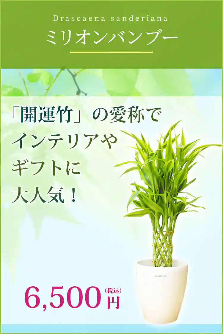 ミリオンバンブー ラスターポット付 ｓサイズ 観葉植物の販売 通販の観葉植物のオアシス