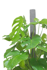 モンステラ ラスターポット付 Lサイズ 観葉植物の販売 通販の観葉植物のオアシス モンステラ ラスターポット付 Lサイズ 観葉植物の販売 通販の観葉植物のオアシス