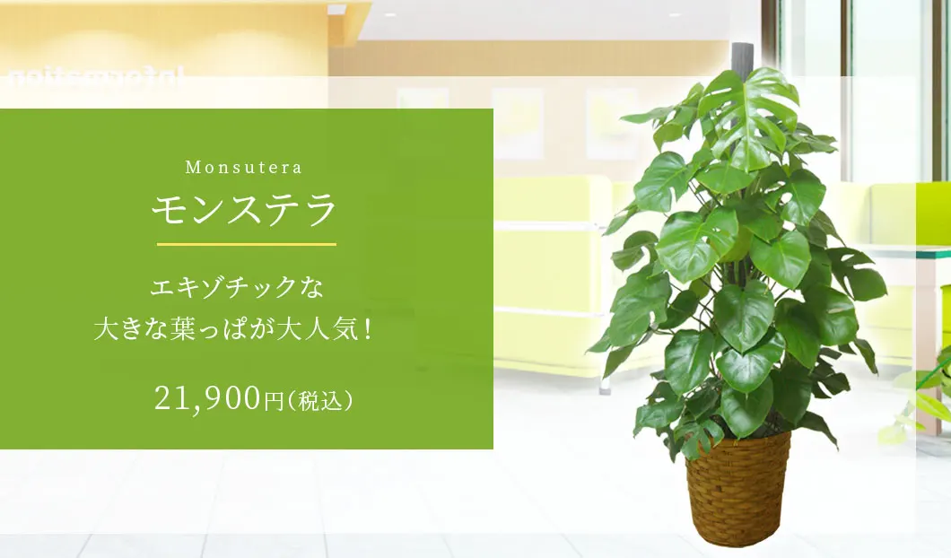 モンステラ 観葉植物 20,900円(税込)