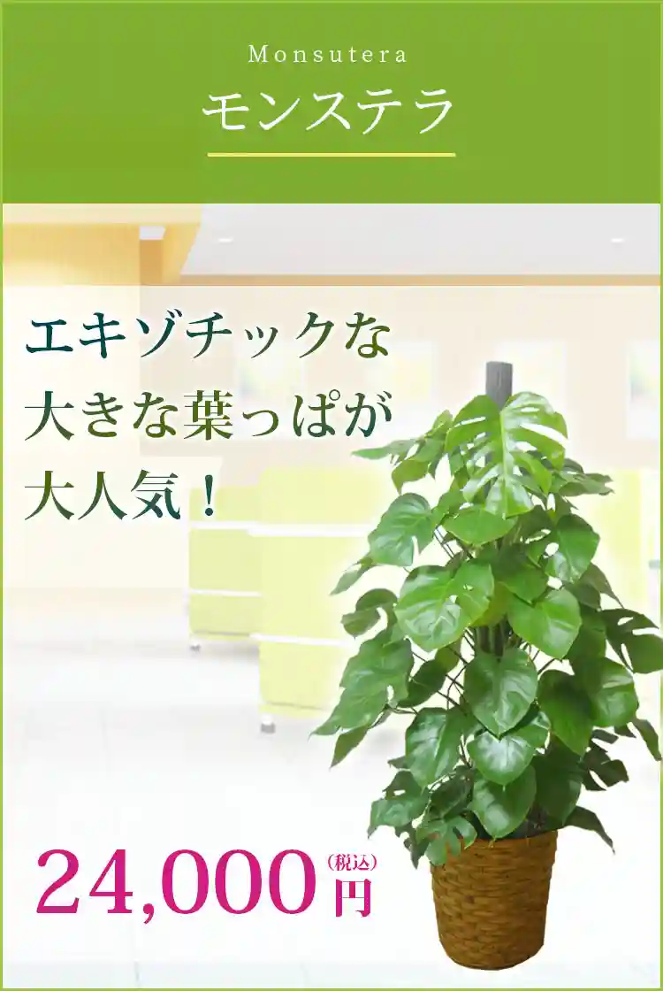 モンステラ 観葉植物 24,000円(税込)