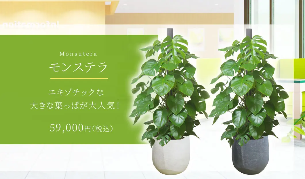 モンステラ 観葉植物 59,000円(税込)