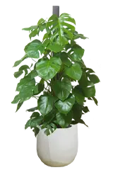 モンステラ全体画像