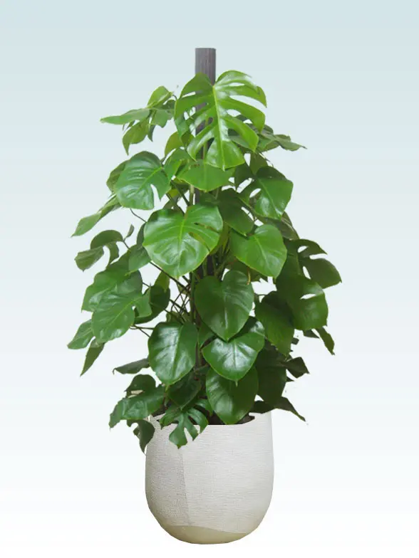 モンステラ拡大横から画像