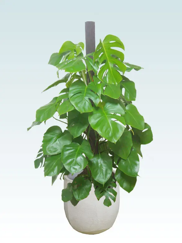 モンステラ葉っぱ枝も入った画像