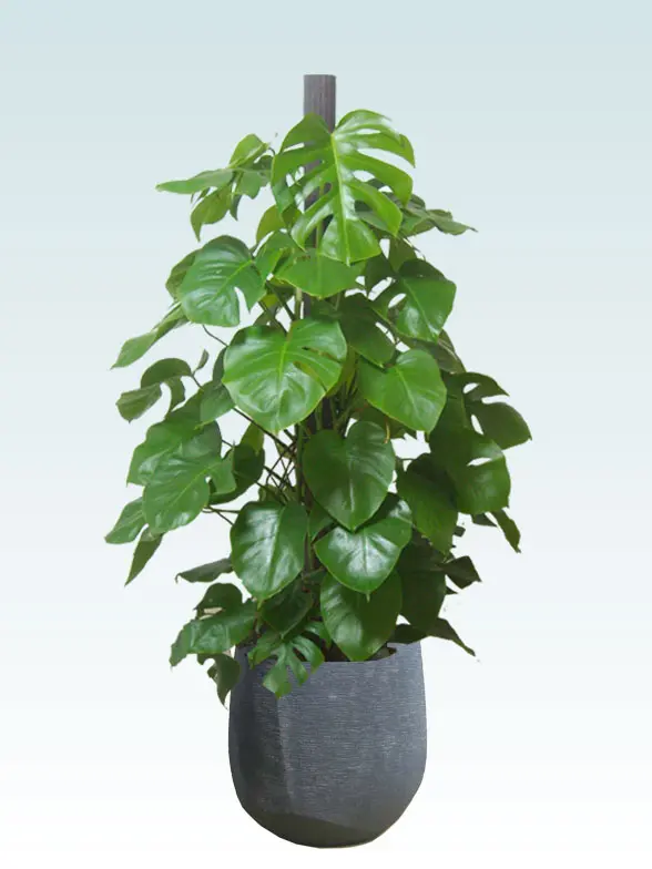 モンステラ葉っぱ枝も入った画像