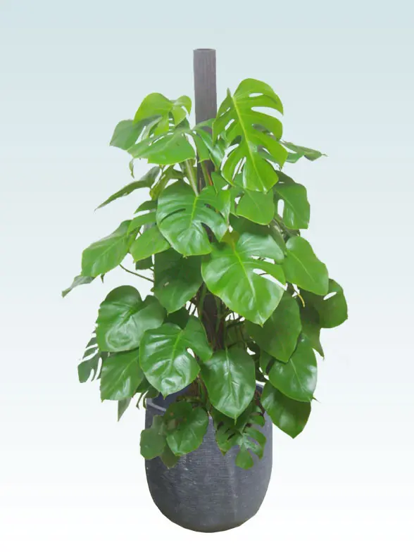 モンステラ葉っぱ枝も入った画像