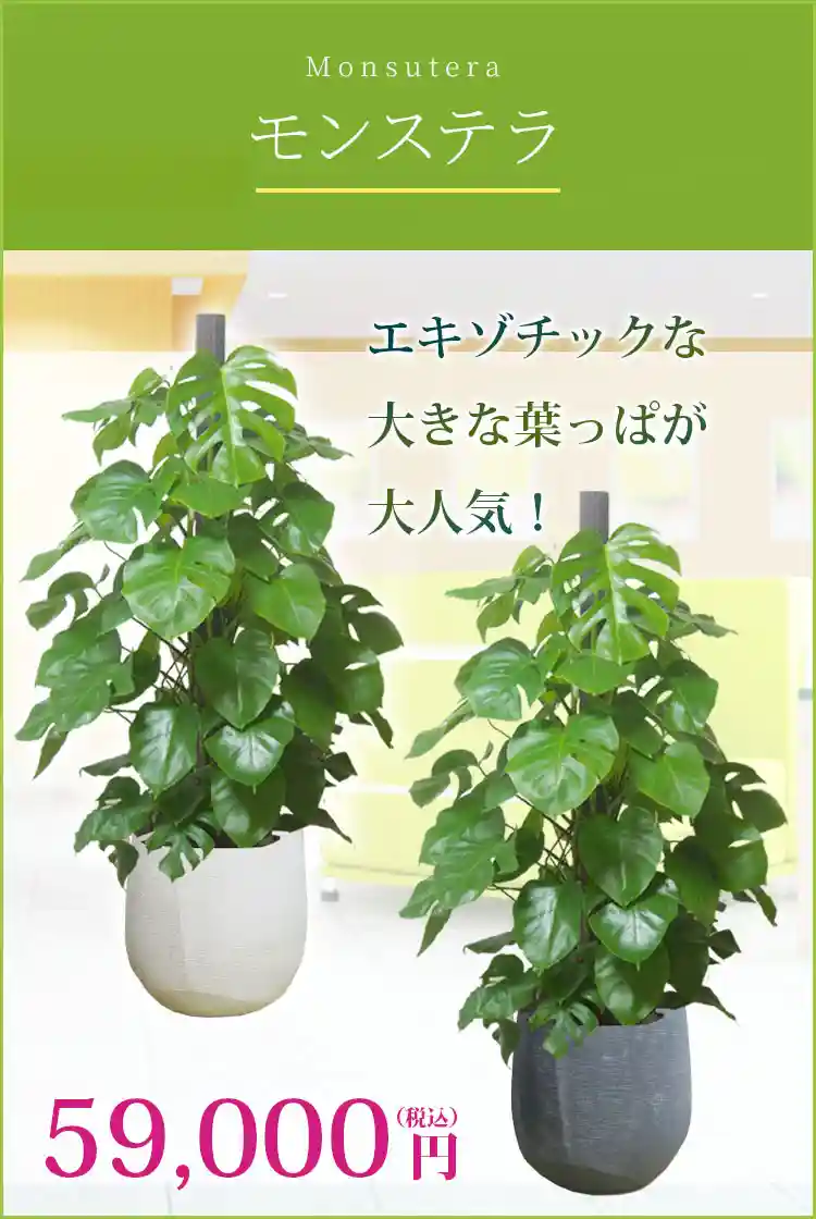 モンステラ 観葉植物 59,000円(税込)