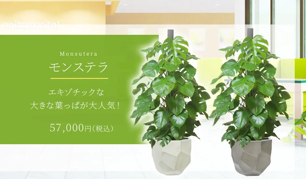 モンステラ 観葉植物 58,000円(税込)