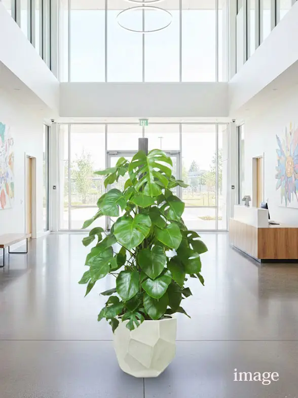 モンステラ葉っぱ拡大画像