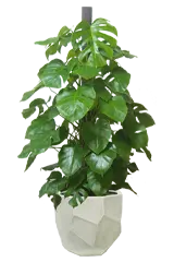 モンステラ全体画像