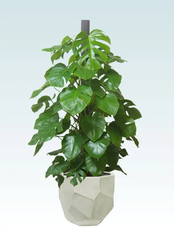 モンステラ拡大横から画像