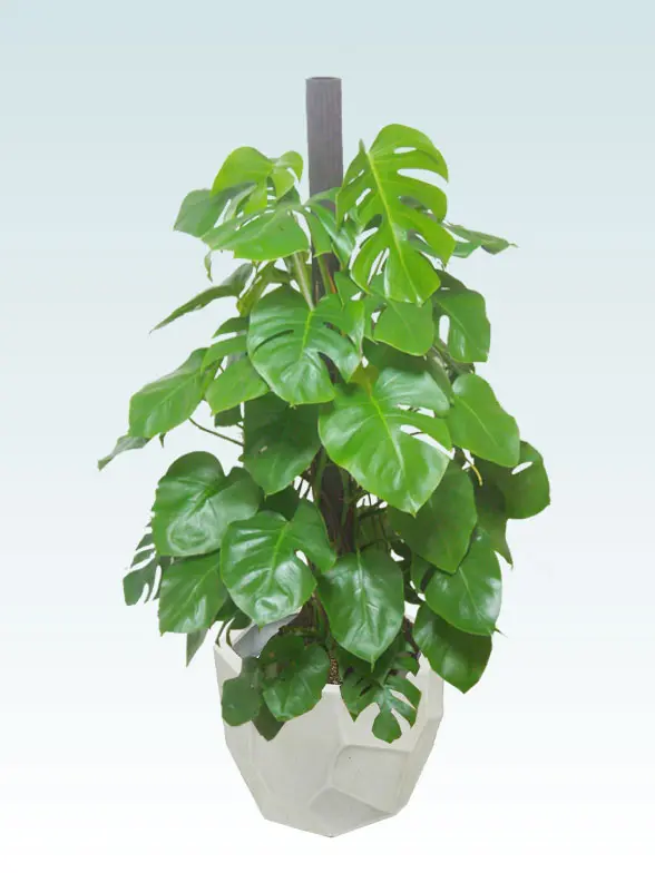 モンステラ葉っぱ枝も入った画像