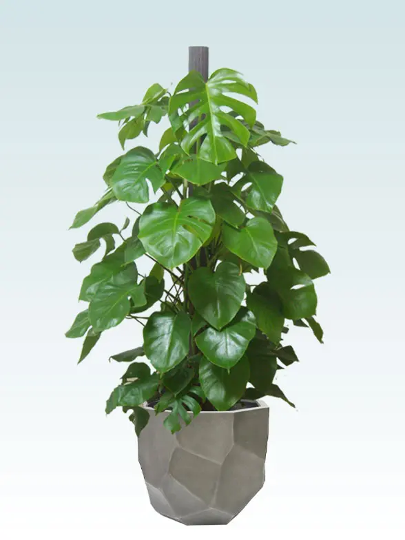 モンステラ葉っぱ枝も入った画像