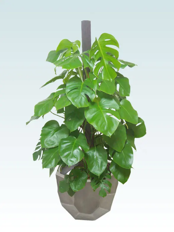 モンステラ葉っぱ枝も入った画像