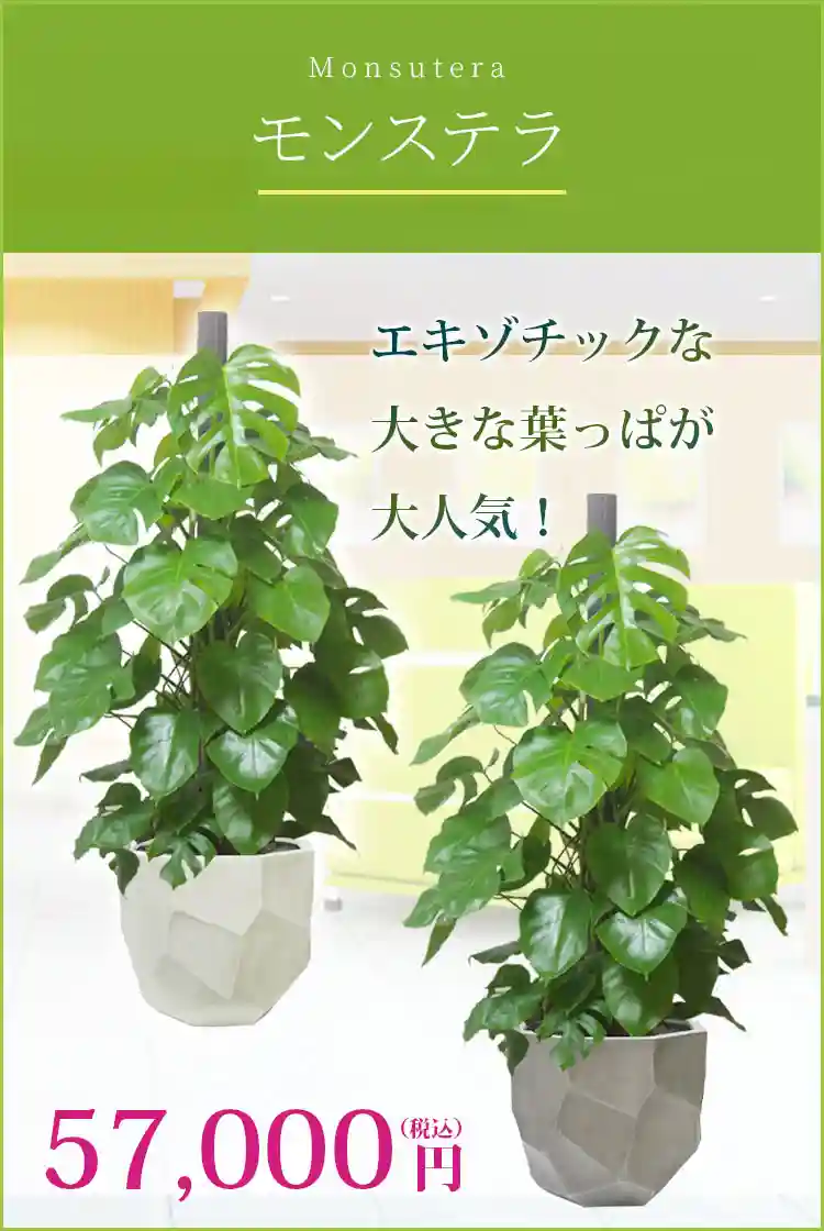 モンステラ 観葉植物 58,000円(税込)